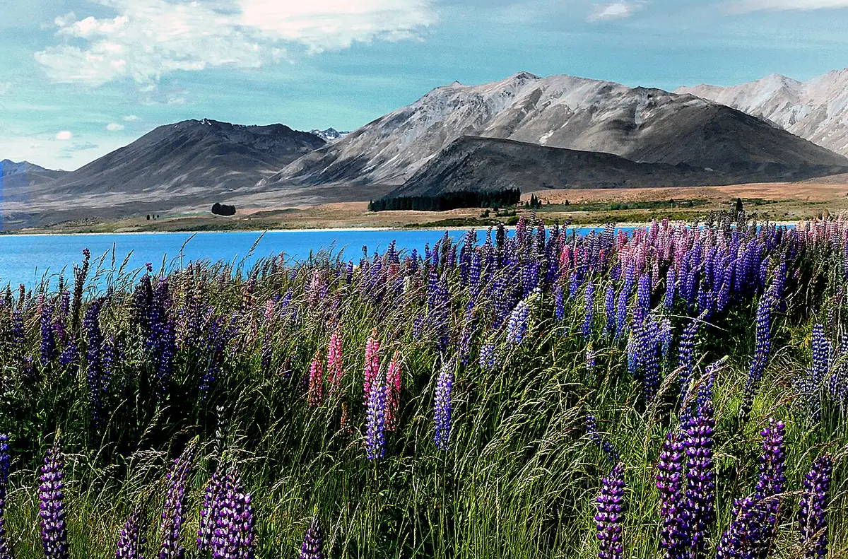 Lupinas coloridas em primeiro plano às margens do lago turquesa Tekapo, com montanhas ao fundo